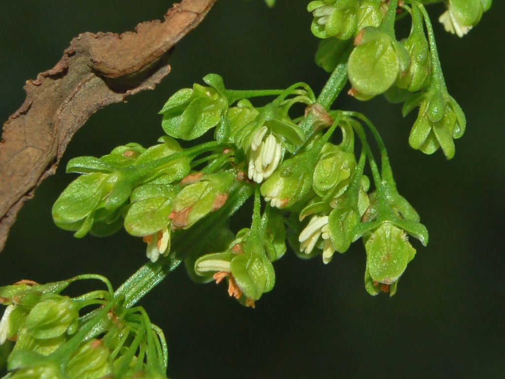 Rumex crispus / Romice crespo